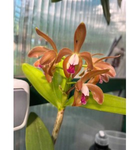Cattleya porphyroglossa &ndash; N&eacute;t Đẹp Hoang D&atilde; Từ Rừng Nhiệt Đới Brazil - TG
