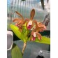 Cattleya porphyroglossa – Nét Đẹp Hoang Dã Từ Rừng Nhiệt Đới Brazil - TG