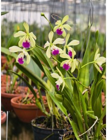 EL HATILO – VẺ ĐẸP TINH TẾ TỪ DÒNG CATTLEYA MINI - TG