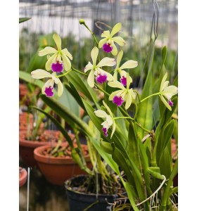 EL HATILO &ndash; VẺ ĐẸP TINH TẾ TỪ D&Ograve;NG CATTLEYA MINI - TG