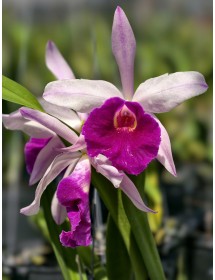 BRASSAVOLA CÁNH HỒNG LƯỠI TÍM ĐẬM ĐÀI LOAN – VẺ ĐẸP THANH THOÁT ĐẦY QUYẾN RŨ - TG