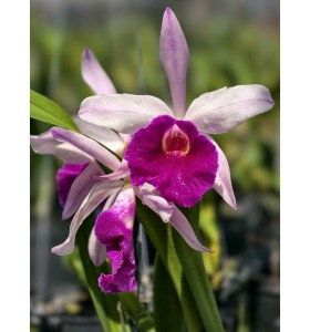 BRASSAVOLA C&Aacute;NH HỒNG LƯỠI T&Iacute;M ĐẬM Đ&Agrave;I LOAN &ndash; VẺ ĐẸP THANH THO&Aacute;T ĐẦY QUYẾN RŨ - TG