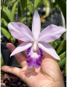 CATTLEYA BEACH MAGIC AOS – SIÊU HOA MỸ CÁNH LAVENDER SANG TRỌNG