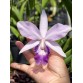 CATTLEYA BEACH MAGIC AOS – SIÊU HOA MỸ CÁNH LAVENDER SANG TRỌNG