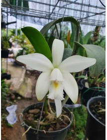 CATTLEYA VIOLACEA VAR. ALBA – NÉT TINH KHIẾT HIẾM CÓ CỦA LAN RỪNG AMAZON - TG