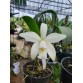 CATTLEYA VIOLACEA VAR. ALBA – NÉT TINH KHIẾT HIẾM CÓ CỦA LAN RỪNG AMAZON - TG