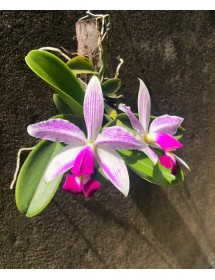 CATTLEYA VAR. ICABARU – VẺ ĐẸP HOANG DÃ TỪ NHỮNG DÒNG LAN NAM MỸ