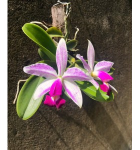 CATTLEYA VAR. ICABARU &ndash; VẺ ĐẸP HOANG D&Atilde; TỪ NHỮNG D&Ograve;NG LAN NAM MỸ