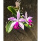 CATTLEYA VAR. ICABARU – VẺ ĐẸP HOANG DÃ TỪ NHỮNG DÒNG LAN NAM MỸ