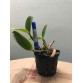 CATTLEYA VAR. ICABARU – VẺ ĐẸP HOANG DÃ TỪ NHỮNG DÒNG LAN NAM MỸ