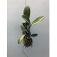 Cattleya Violacea Var. Rubra – Sắc Đỏ Tím Nổi Bật, Form Hoa Sang Trọng