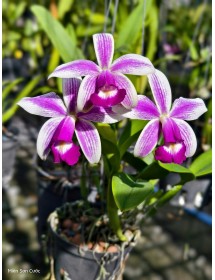 C. violacea var flamea 'Icabaru'C. violacea var. flamea ‘Icabaru’ – Lan Cattleya Cánh Lửa Độc Đáo, Hương Thơm Quyến Rũ - TG