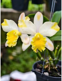 Cattleya Carnival Sirius – Sắc Trắng Kem Môi Vàng Rực Rỡ, Thanh Lịch Và Sang Trọng - TG