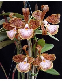 Cattleya velutina – Lan Cattleya Rừng Hoa Đốm Độc Đáo - TG