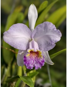 Cattleya lueddemanniana coerulea – Cattleya Xanh Tím Thanh Tao (Bán Theo Hướng)  TG