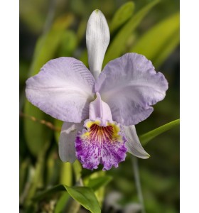 Cattleya lueddemanniana coerulea &ndash; Cattleya Xanh T&iacute;m Thanh Tao (B&aacute;n Theo Hướng)  TG