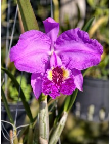 Cattleya lueddemanniana var. rubra – Cattleya Đỏ Tím Sang Trọng Từ Venezuela - TG