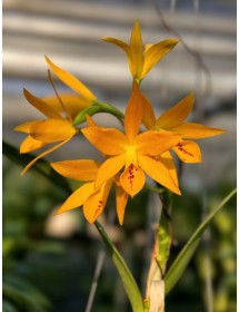 Cattleya lawrenceana ‘SVO 16’ × Cattleya aurantiaca ‘Gold Country 4N’ BÁN THEO HƯỚNG - TG