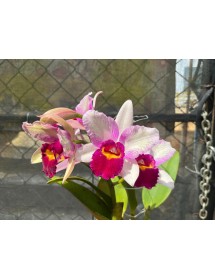 Mini Chùm Đài Xổ Lem – Lan Cattleya Mini Hoa Chùm Hồng Tím Nổi Bật (Bán Theo Hướng) - TG