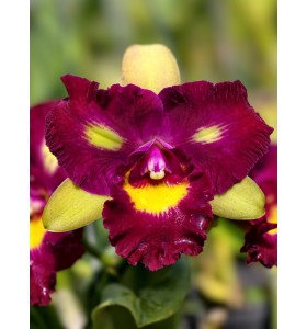 CATTLEYA HO&Agrave;NG HẬU RUBY &ndash; XỔ HOA Đ&Agrave;I LOAN RỰC RỠ - TG