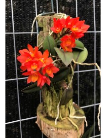 CATTLEYA CERNUA – LAN SIÊU MINI HOA ĐỎ CAM RỰC RỠ - TG