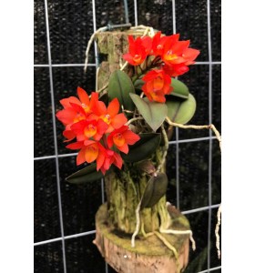 CATTLEYA CERNUA &ndash; LAN SI&Ecirc;U MINI HOA ĐỎ CAM RỰC RỠ - TG
