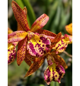 BC. RUSTIC SPOT H&R &ndash; CATTLEYA ĐỐM ĐỘC LẠ, HOA NỔI BẬT - TG