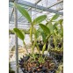 Cattleya skinneri albescens – Lan Cattleya Trắng Thanh Khiết Hiếm - TG