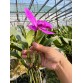 Cattleya Walkeriana x Aloha – Lan Cattleya Tím Hồng Form Tròn, Hoa Lớn Sang Trọng - TG