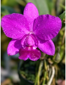 Cattleya Walkeriana x Aloha – Lan Cattleya Tím Hồng Form Tròn, Hoa Lớn Sang Trọng - TG