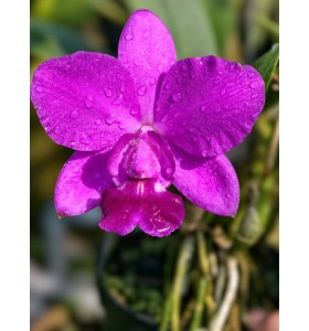 Cattleya Walkeriana x Aloha &ndash; Lan Cattleya T&iacute;m Hồng Form Tr&ograve;n, Hoa Lớn Sang Trọng - TG