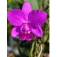 Cattleya Walkeriana x Aloha – Lan Cattleya Tím Hồng Form Tròn, Hoa Lớn Sang Trọng - TG