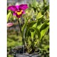 Cattleya Đài Cánh Tím Hồng – Lưỡi Vàng Nổi Bật, Vẻ Đẹp Sang Trọng - TG