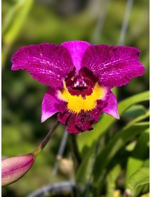 Cattleya Đài Cánh Tím Hồng – Lưỡi Vàng Nổi Bật, Vẻ Đẹp Sang Trọng - TG