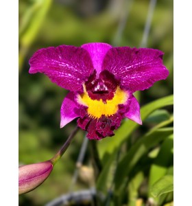 Cattleya Đ&agrave;i C&aacute;nh T&iacute;m Hồng &ndash; Lưỡi V&agrave;ng Nổi Bật, Vẻ Đẹp Sang Trọng - TG