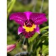 Cattleya Đài Cánh Tím Hồng – Lưỡi Vàng Nổi Bật, Vẻ Đẹp Sang Trọng - TG
