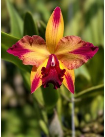 Cattleya Mỹ Pot. Rubescent Magic ‘SVO Splash’ x Pot. Martha Clarke ‘Amazing’ – Màu Vàng Đỏ Rực Rỡ - TG