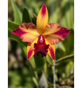 Cattleya Mỹ Pot. Rubescent Magic &lsquo;SVO Splash&rsquo; x Pot. Martha Clarke &lsquo;Amazing&rsquo; &ndash; M&agrave;u V&agrave;ng Đỏ Rực Rỡ - TG