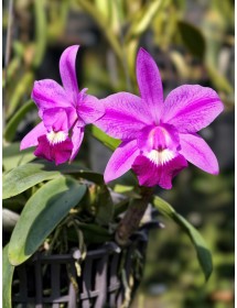 Cattleya Mini Lem – Lan Cattleya Mini Tím Hồng Nhỏ Gọn, Hoa Xinh Dễ Trồng -TG