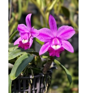 Cattleya Mini Lem &ndash; Lan Cattleya Mini T&iacute;m Hồng Nhỏ Gọn, Hoa Xinh Dễ Trồng -TG