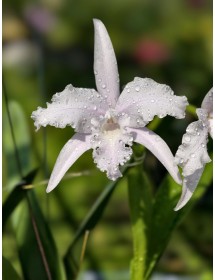 L. lobata concolor – Lan Giả Hạc Mini Trắng Tinh Khôi, Form Sao Độc Đáo - BÁN THEO HƯỚNG - TG