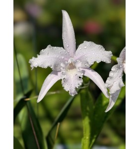 L. lobata concolor &ndash; Lan Giả Hạc Mini Trắng Tinh Kh&ocirc;i, Form Sao Độc Đ&aacute;o - B&Aacute;N THEO HƯỚNG - TG