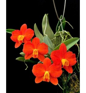 C. Chief Gem &ndash; Cattleya Mini Đỏ Cam Rực Rỡ, Hoa D&agrave;y Form Tr&ograve;n Cực Đẹp - TG