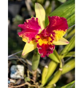 CAT MINI MỸ XỔ HOA &ndash; H&Agrave;NG B&Aacute;N THEO HƯỚNG, CHƠI HOA NGAY - TG