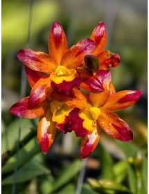 Cattleya Golden Tiger &ndash; Vẻ đẹp rực rỡ của &ldquo;nữ ho&agrave;ng lan&rdquo; - TG