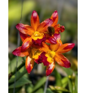 Cattleya Golden Tiger &ndash; Vẻ đẹp rực rỡ của &ldquo;nữ ho&agrave;ng lan&rdquo; - TG