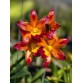 Cattleya Golden Tiger – Vẻ đẹp rực rỡ của “nữ hoàng lan” - TG