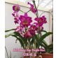 Cattleya Ching Sun Bright Star – Sắc tím rực rỡ đầy cuốn hút - TG