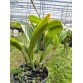 Cattleya Ching Sun Bright Star – Sắc tím rực rỡ đầy cuốn hút - TG