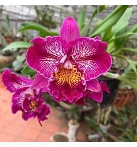 Cattleya Ching Sun Bright Star &ndash; Sắc t&iacute;m rực rỡ đầy cuốn h&uacute;t - TG